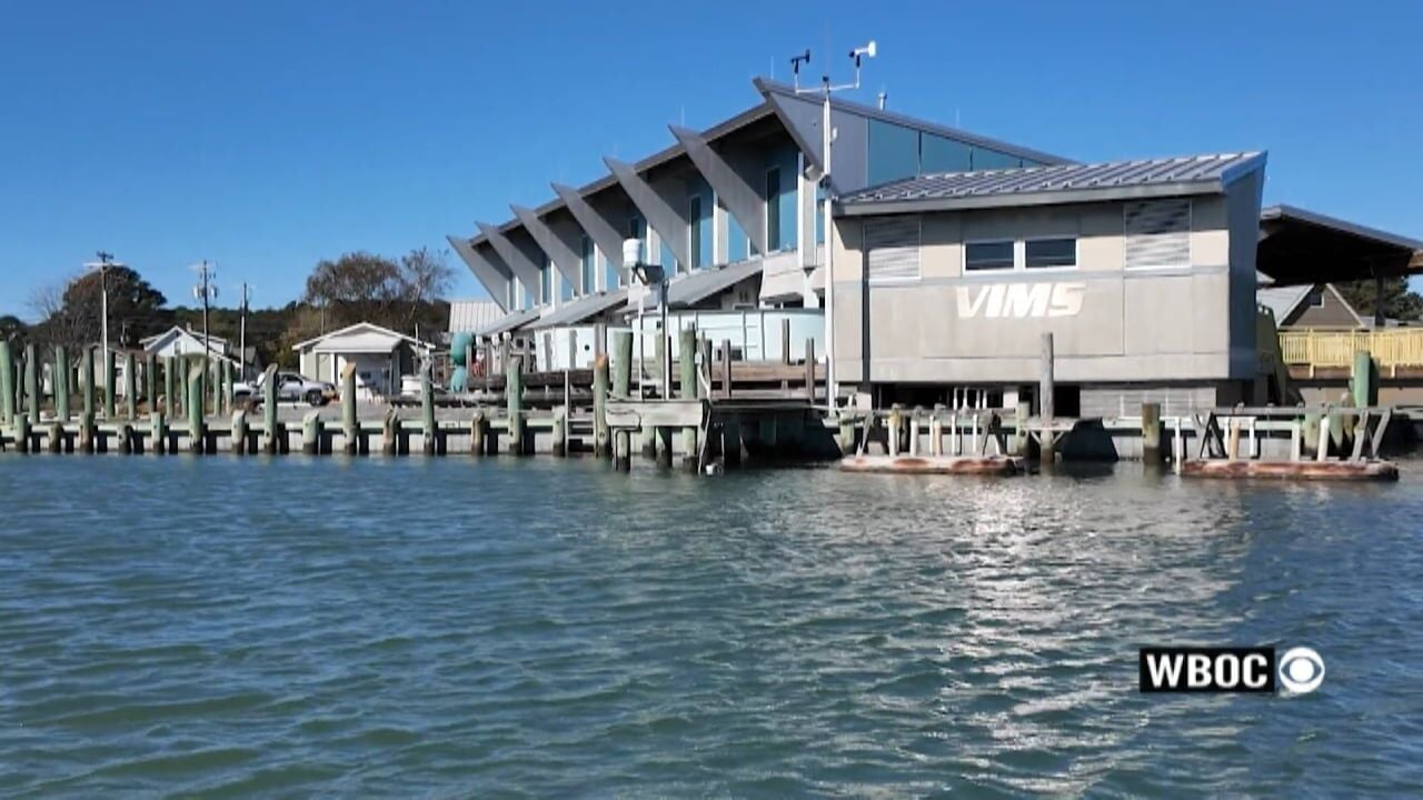 A comeback for bay scallops off Virginia's Eastern Shore
